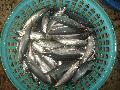 Frozen round scad