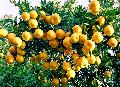 Chinese mandarin Citrus fruits