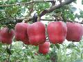fresh huaniu apple