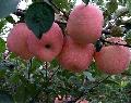 fuji apple