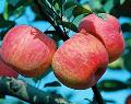 fuji apple