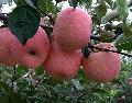 fresh fuji apple