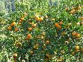 Mandarin