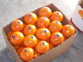 Navel Orange in carton crop 2009
