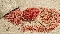 PEANUT  KERNEL S