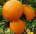Navel oranges