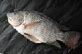  Gutted - Scaled - Tilapia 
