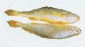 Frozen yellow croaker all size