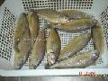 Small croaker
