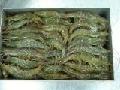 Frozen Vannamei Shrimp HOSO All sizes