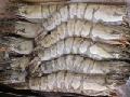 Black Tiger Shrimp