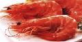 Head on Cooked Shrimp