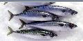 Atlantic Mackerel