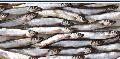 Capelin