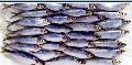North Sea Herring