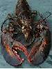 Lobster