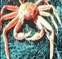 Snow Crab