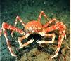 Spider Crab