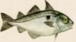 Haddock