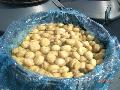 salted mushroom in drum