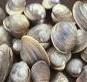 Hard and Soft  Shell   Clam s
