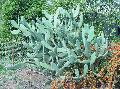 Cactus extract