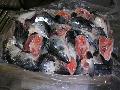 Salmon   head s