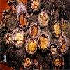 SEA URCHIN ROE