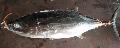 Albacore