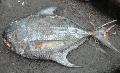 Dusky Perch, Atlantic tripletail,Lobotes surinamensis