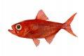 ALFONSINO