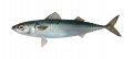 BLUE MACKEREL