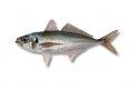JACK MACKEREL