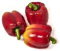 Red Bell Pepper (strips, Diced, in Brine)