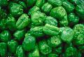 Green Bell Pepper (strips, Diced, in Brine)