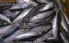 frozen horse mackerel