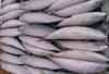 frozen mackerel