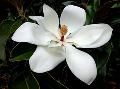 Magnolia P.E.