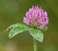  Red   Clover  P.E.