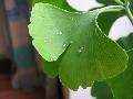  Ginkgo   extract 