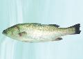 Lateolabrax japonicus