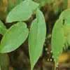  Epimedium  P.E.