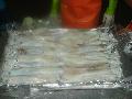 LOLIGO SQUID