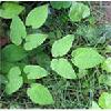 Epimedium P.E.