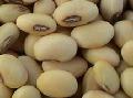 Yellow Soybeans For  Grow ing  Sprouts 