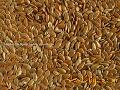 Dark brown flax seeds
