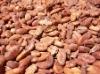 cocoa bean