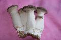 Pleurotus eryngii ( King   Oyster  Mushroom)