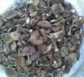 Fungus