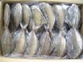frozen pomfret